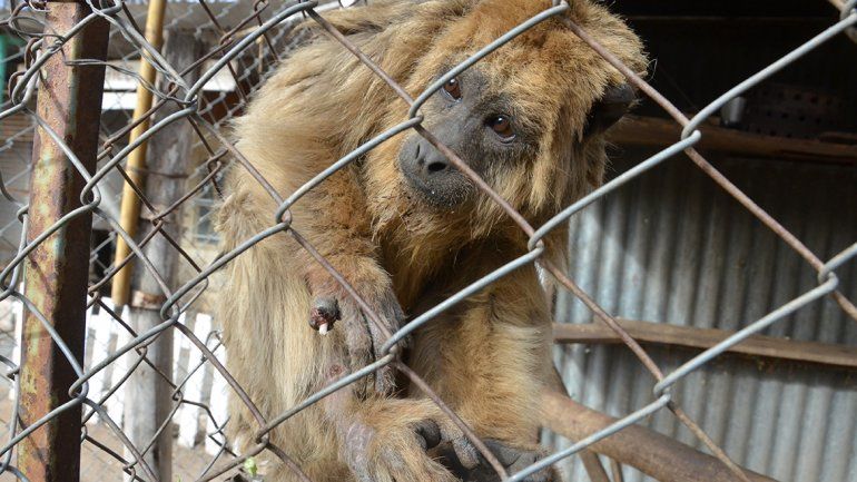Buscan traslado el refugio Luan y sus 200 animales
