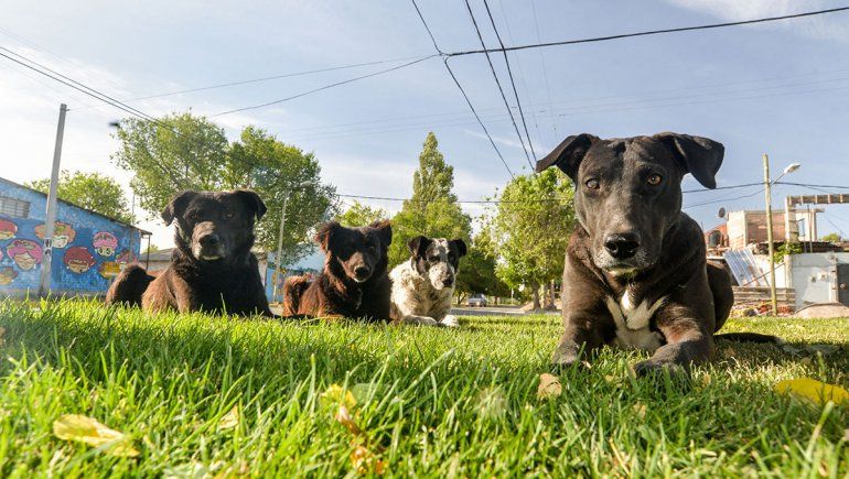 La Municipalidad multó a dueños de siete perros por estar en la calle
