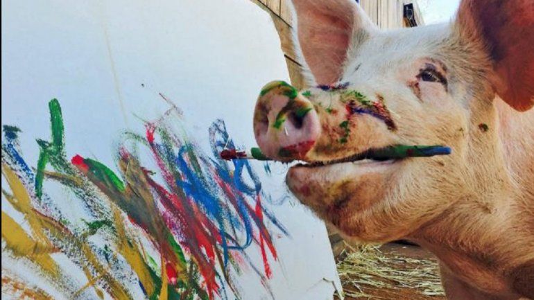 La chancha que pinta y vende cuadros a 1000 euros