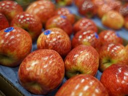 Desde Trevisur señalaron que las pérdidas provocadas por el granizo generaron un fuerte faltante de manzanas de alta calidad, un factor que hoy condiciona las ventas y el abastecimiento. Desde Trevisur señalaron que las pérdidas provocadas por el granizo generaron un fuerte faltante de manzanas de alta calidad, un factor que hoy condiciona las ventas y el abastecimiento.