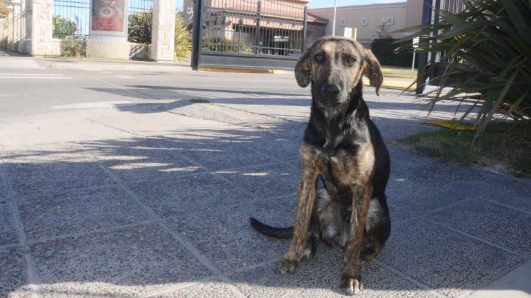 El perrito permaneció toda la semana en la entrada del casino.