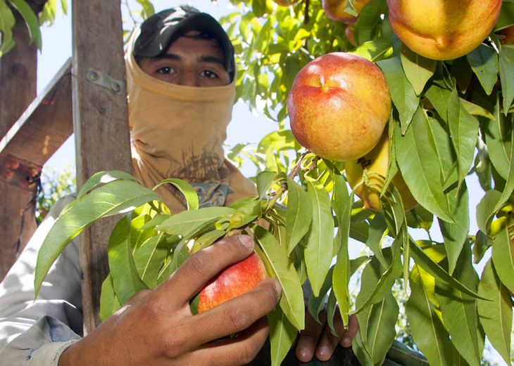 Economistas de FADA analizando datos: fuente del informe 2025 que revela el agro como motor de 4,2 millones de trabajos.
