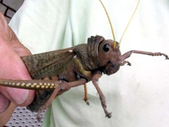 La tucura sapo es un insecto similar a una langosta, que puede reproducirse rápidamente y dejar los campos sin pasto en pocos días . La tucura sapo es un insecto similar a una langosta, que puede reproducirse rápidamente y dejar los campos sin pasto en pocos días .
