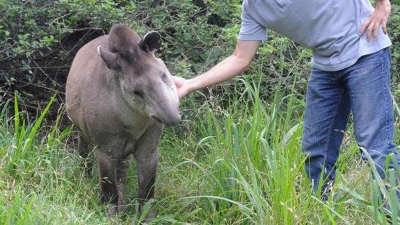 Inés, la tapir tucumana más anciana del mundo.