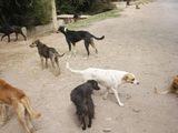 Al menos unos 30 perros murieron por envenenamiento. Imagen ilustrativa.