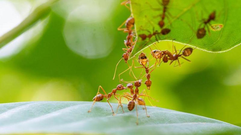 El sencillo truco para eliminar las hormigas del jardín de tu casa