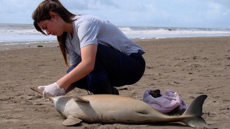 Hallan muertos a cuatro delfines en el partido de la Costa
