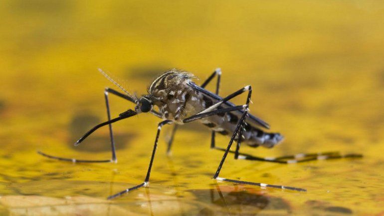 Confirman que un cipoleño murió de fiebre amarilla