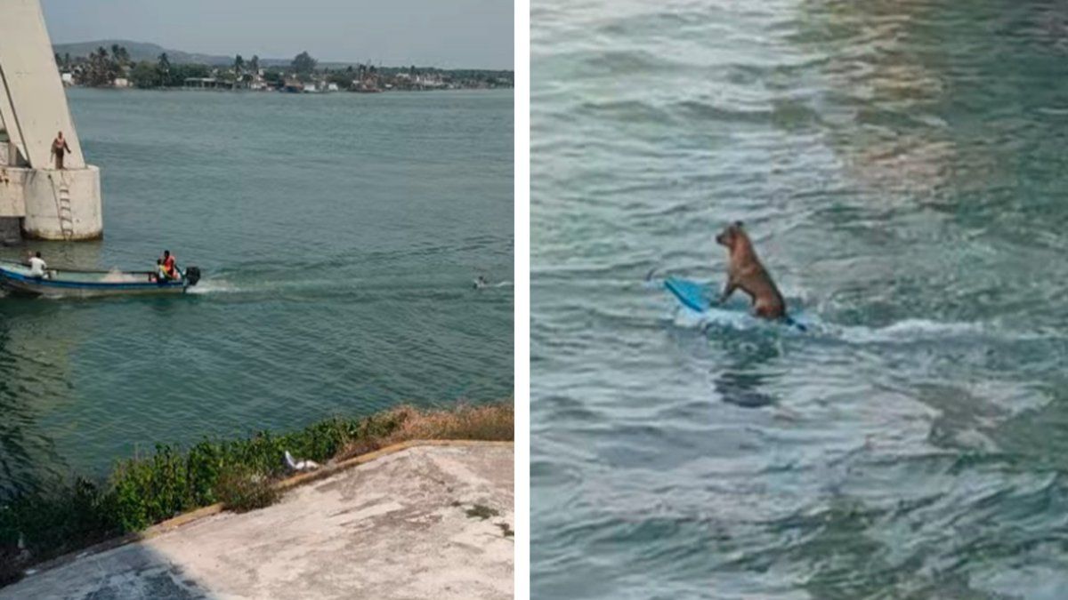 Perrito is viral on YouTube for demonstrating his ability to surf