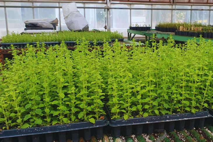 Magno es una variedad inscripta en el INASE y que ya está disponible para los productores. Foto INTA Magno es una variedad inscripta en el INASE y que ya está disponible para los productores. Foto INTA