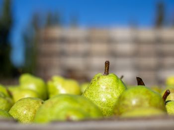 Basado en un biopolímero natural del kéfir, el recubrimiento actúa como barrera antimicrobiana sobre la superficie del fruto.