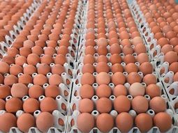 Cambios de hábtio y salarios pulverizados, dos variables que impulsaron el consumo de huevos de gallina en la región. Cambios de hábtio y salarios pulverizados, dos variables que impulsaron el consumo de huevos de gallina en la región.