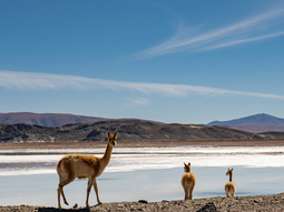 Los salares de la Puna argentina concentran las segundas reservas de litio más grandes del mundo, valuadas en billones de dólares. Foto: Secretaría de Minería de la Nación Los salares de la Puna argentina concentran las segundas reservas de litio más grandes del mundo, valuadas en billones de dólares. Foto: Secretaría de Minería de la Nación