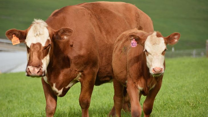 Los indicadores marcan un cambio en la estrategia de engorde que podría impactar en la oferta futura y elevar riesgos para el sector.