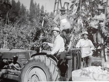 Cosecha en la Colonia Inglesa, fotografía histórica. M. Alejandra Assar.