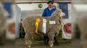 Tras la venta del carnero a un impactante precio en Chubut, los organizadores calificaron a la expo de Comodoro Rivadavia como el mejor remate de la Patagonia 
