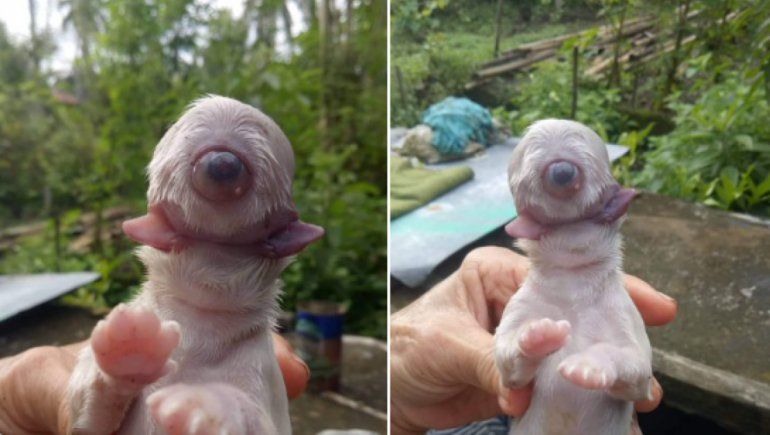 Viral en Twitter: nace perro con un ojo, dos lenguas y sin nariz