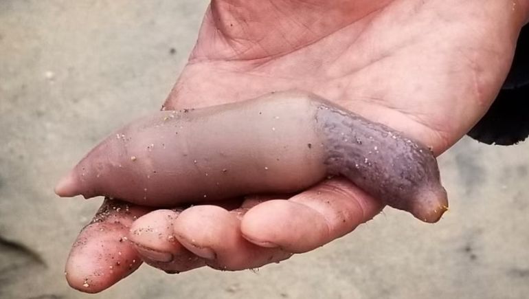 Extraña criatura: ¿cómo es el pez pene que apareció en la costa de Chubut?