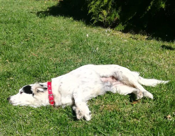 Lucy, la mascota que disparó un proyecto de ley en Neuquén
