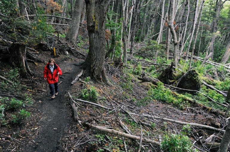 El Parque Nacional Tierra del Fuego tiene una red de 40 kilómetros de senderos señalizados. El Parque Nacional Tierra del Fuego tiene una red de 40 kilómetros de senderos señalizados. 