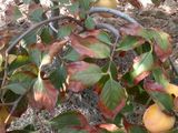 El descubrimiento abre nuevas posibilidades para cultivar manzanas en suelos degradados, reduciendo pérdidas y mejorando la productividad.