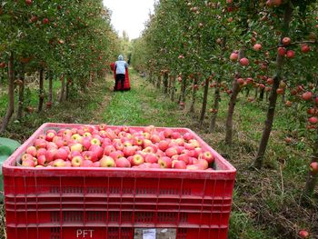 Desafíos cotidianos. Entre el alto costo de la energía y la falta de conectividad rural, los productores de la región reclaman infraestructura básica y financiamiento acorde a los tiempos biológicos de la fruticultura.