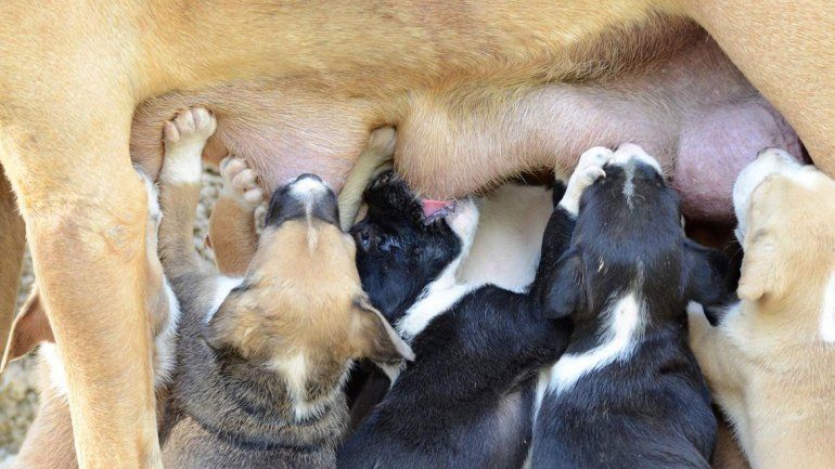 La mastitis afecta a las mamás recientes