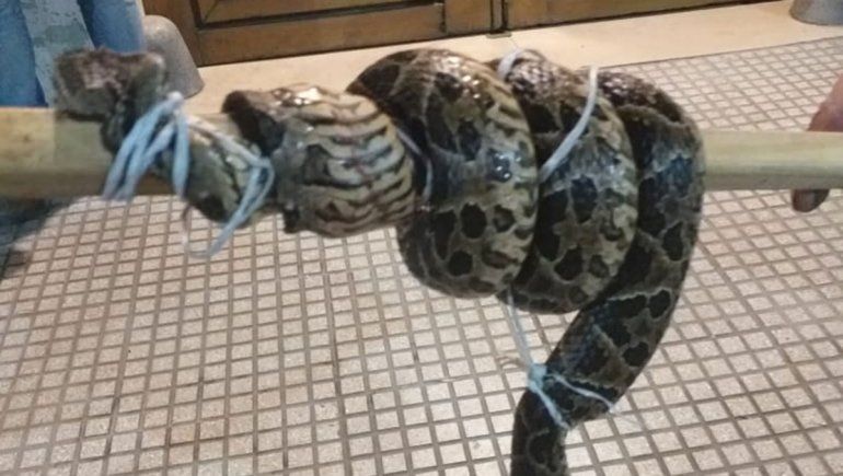 Internan a indigente creyendo que lo mordió una yarará