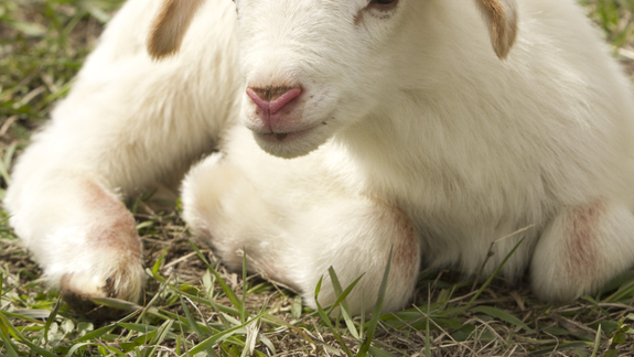 Siguen los robos de animales en Agrarias.
