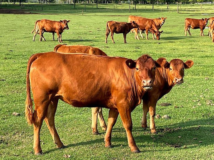 El factor climático ha sido clave en la liquidación de vientres. El factor climático ha sido clave en la liquidación de vientres.