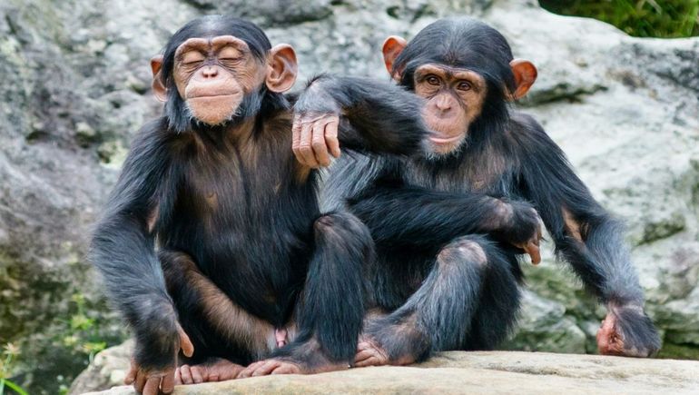 Sorprendente: los chimpancés hablan igual que nosotros