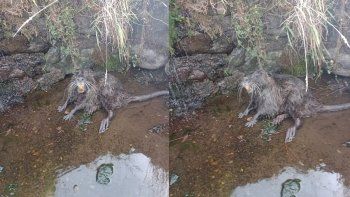 el extrano animal que dejo la crecida del rio cerca de las ovejas el extrano animal que dejo la crecida del rio cerca de las ovejas