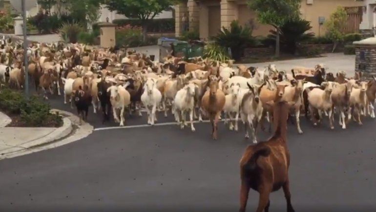 Impactante video: Más de cien cabras invandieron un barrio de California
