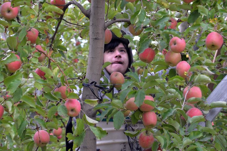 Diversificación: Por rentabilidad, el 31% suma ganadería y forrajes en un retorno a la era prefrutícola. Diversificación: Por rentabilidad, el 31% suma ganadería y forrajes en un retorno a la era prefrutícola.