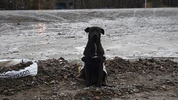 Marmolito, el perro de Comodoro Rivadavia que consiguió hogar. Marmolito, el perro de Comodoro Rivadavia que consiguió hogar.