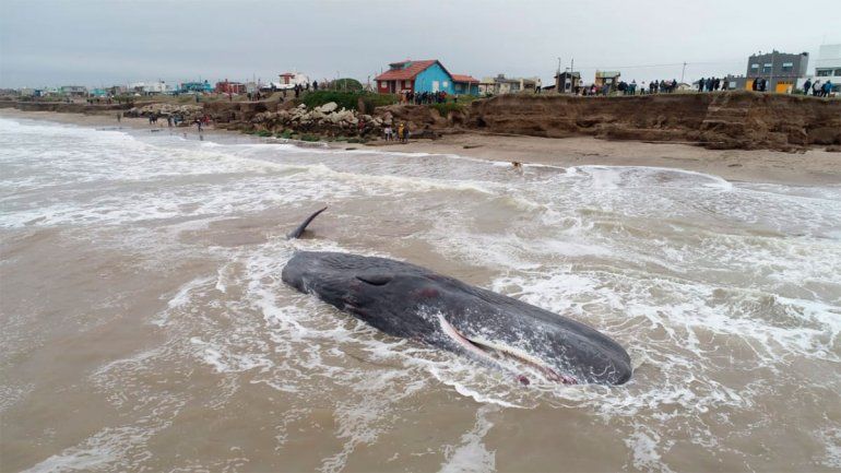 Mar del Plata: una ballena quedó varada en la costa