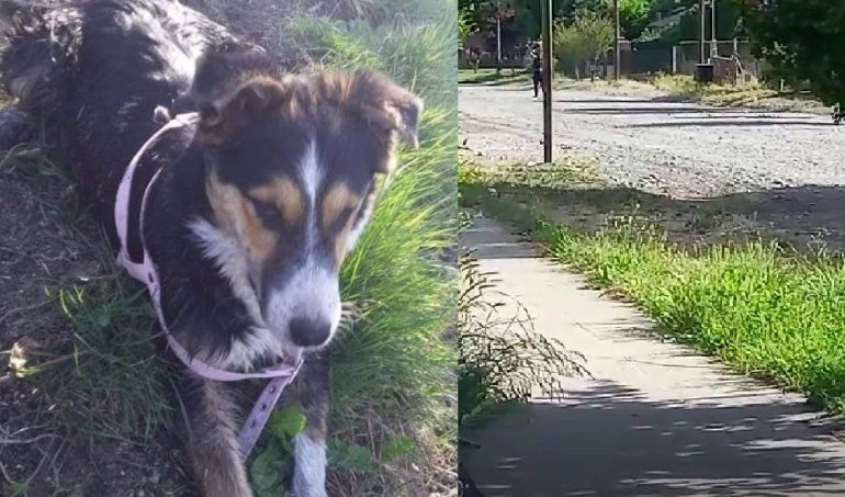 Acusarán al vecino de Junín que atropelló y mató a una perrita a piedrazos