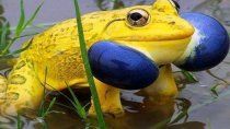 Ranas amarillas aparecen en India. Ranas amarillas aparecen en India.
