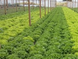 El cultivo bajo cubierta en el IDEVI creció un 924% en las últimas dos décadas. El cultivo bajo cubierta en el IDEVI creció un 924% en las últimas dos décadas.