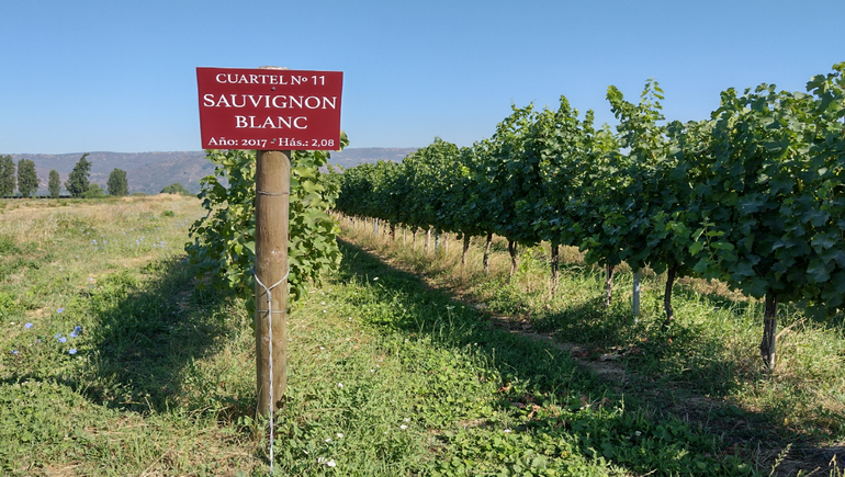 Sauvignon Blanc: la blanca que gana en estilo