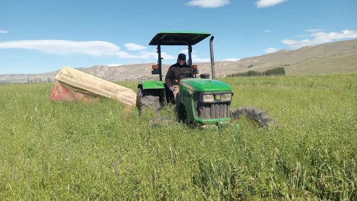 Pastura en todo el campo. Foto: gentileza Miguel de Larminat. Pastura en todo el campo. Foto: gentileza Miguel de Larminat.