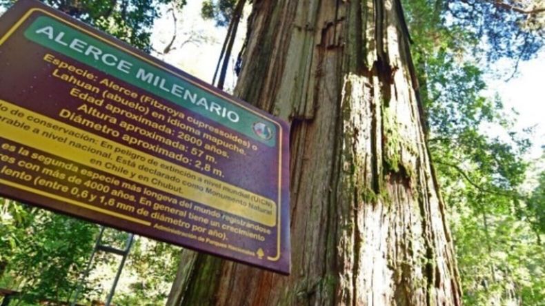 El árbol más viejo de la Argentina: dónde está y cómo ver un alerce que nació antes que Jesucristo. | LM Neuquen El árbol más viejo de la Argentina: dónde está y cómo ver un alerce que nació antes que Jesucristo.