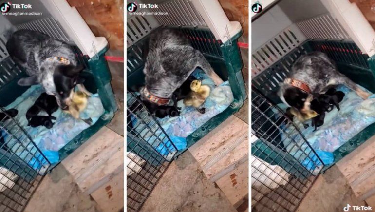 TikTok: una perrita confunde a un pato con su cría y no lo deja salir.