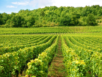 Francia arranca 100.000 ha de viñedos con 130M€: ¿rescate o adiós a la sobreproducción crónica del vino galo? Francia arranca 100.000 ha de viñedos con 130M€: ¿rescate o adiós a la sobreproducción crónica del vino galo?