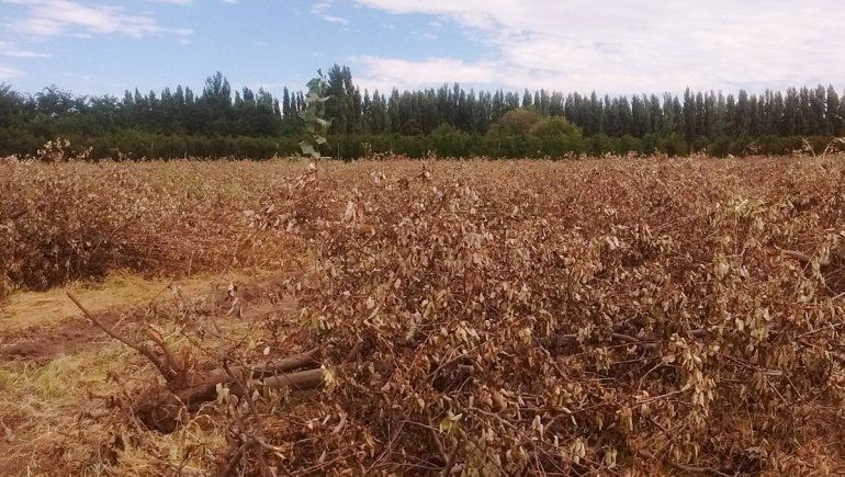 Buscan eliminar los focos infecciosos para la fruticultura