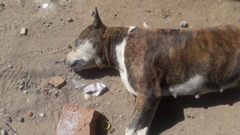 La víctima forcejeó con los delincuentes que antes le mataron a su pitbull.