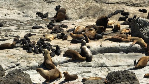 Lobos marinos en Punta Marqués, Chubut.
