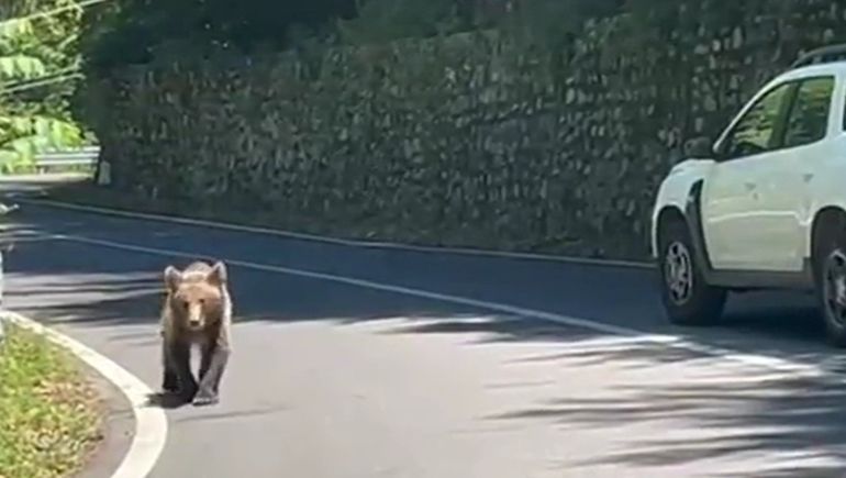 Las lesiones que le provocó el oso al motociclista fueron demasiado graves y no logró sobrevivir