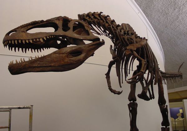 Dinosaurios neuquinos se exponen en Salta