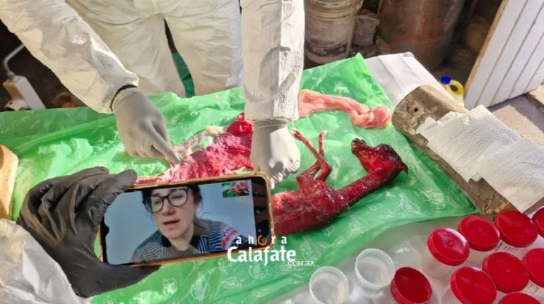 Científicos analizaron los fetos hallados en Santa Cruz y detectaron presencia del paracito que produce la toxoplasmosis. Científicos analizaron los fetos hallados en Santa Cruz y detectaron presencia del paracito que produce la toxoplasmosis. 